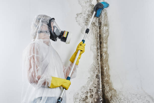 Best Mold Remediation  in Fairport, NY