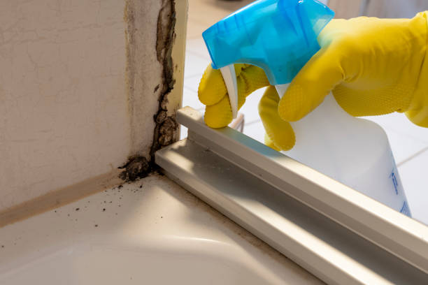 Attic Mold Removal in Fairport, NY