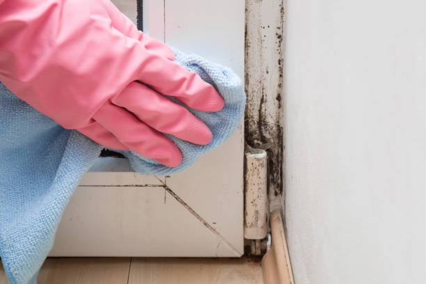 Best Mold Cleaning Services  in Fairport, NY