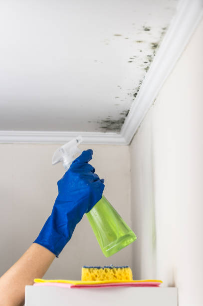 Best Commercial Mold Removal  in Fairport, NY